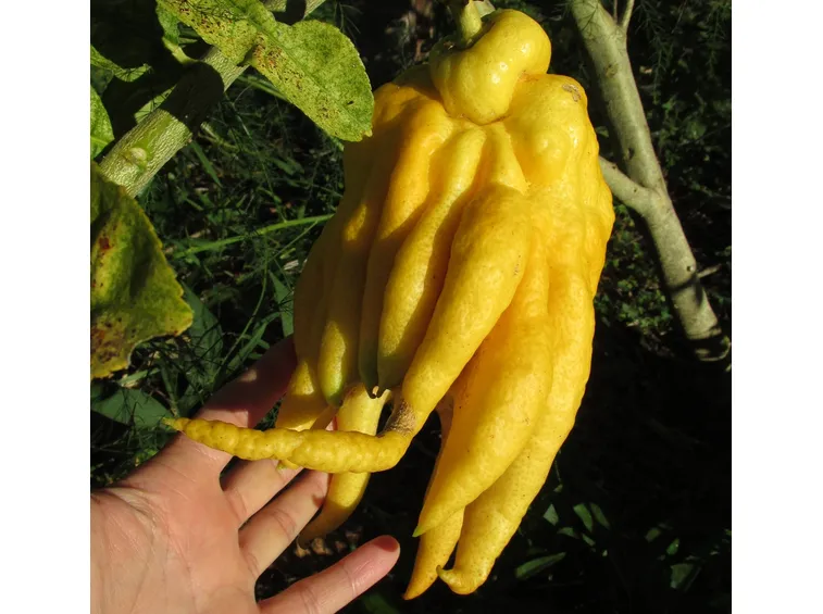 Varietà agrumi