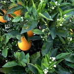 Albero chinotto