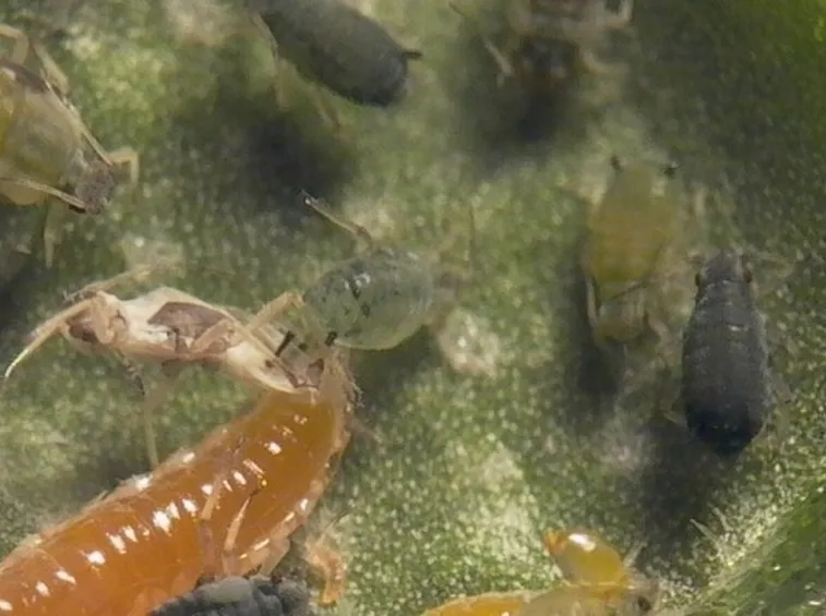 Sakura ciliegio