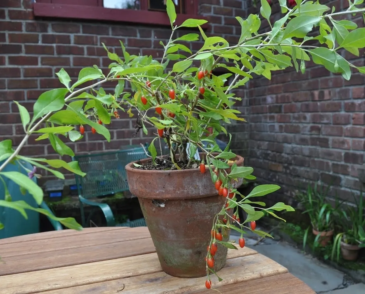 Coltivare la bacca di goji