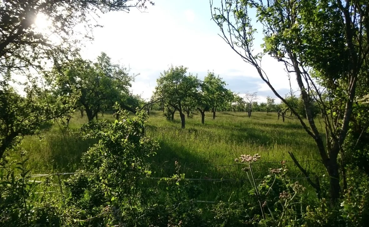 piante da frutto