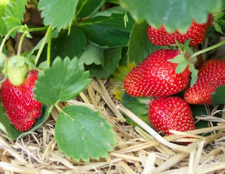 Fragole su pacciamatura naturale