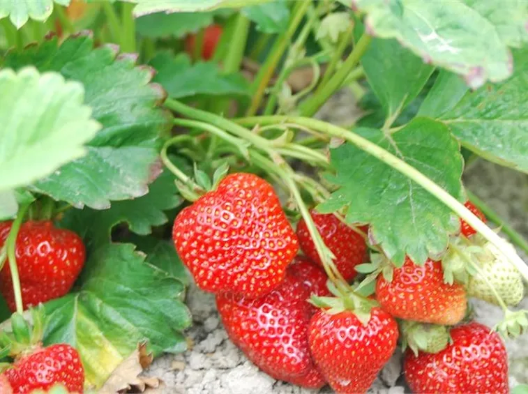 coltivazione fragole