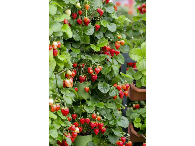 raccolta fragole