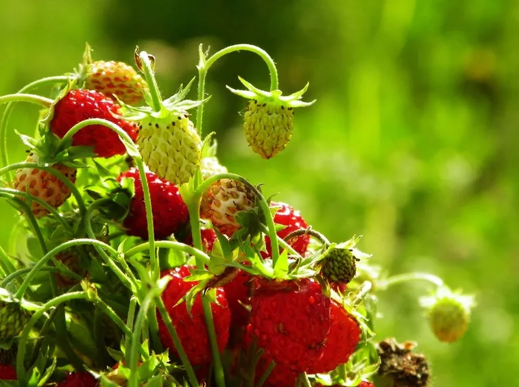 fragole