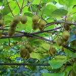 Serie di piante di kiwi