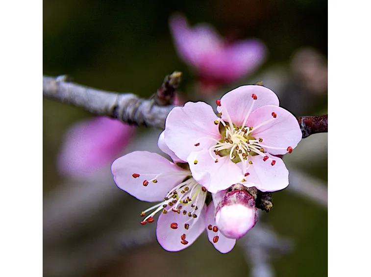 Fiori pesco