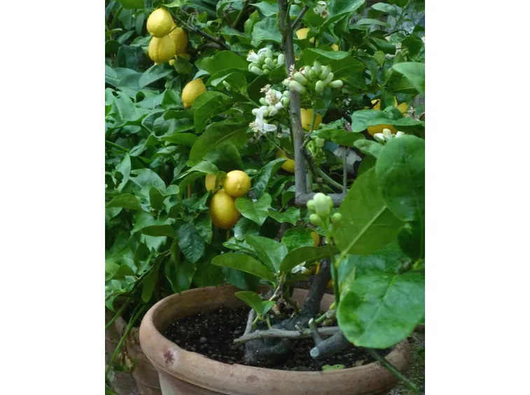 Pianta limone potatura