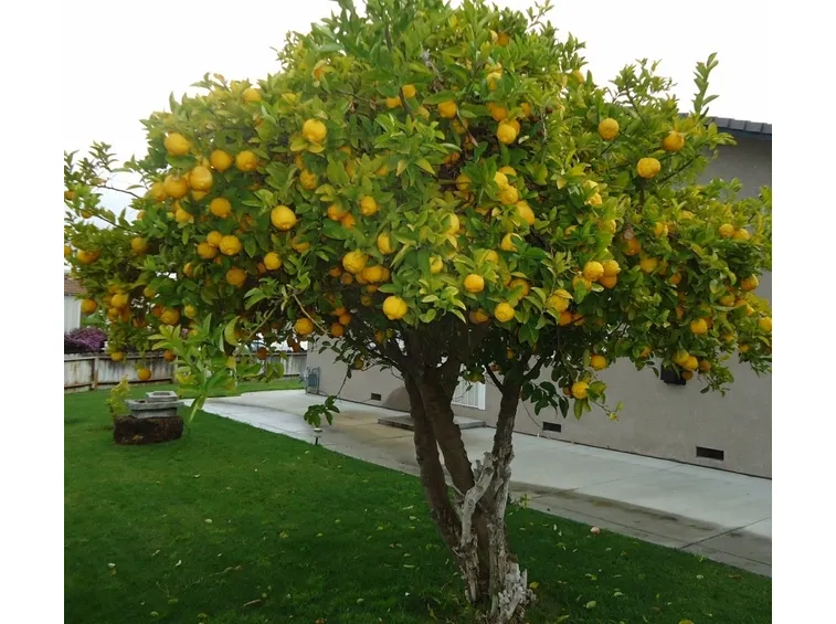 Albero limoni