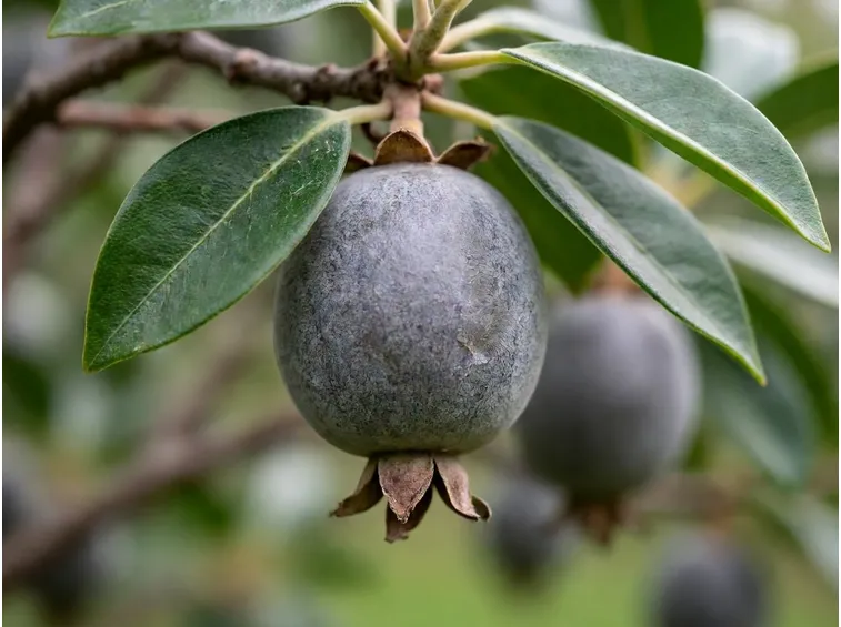 Frutto feijoa maturo