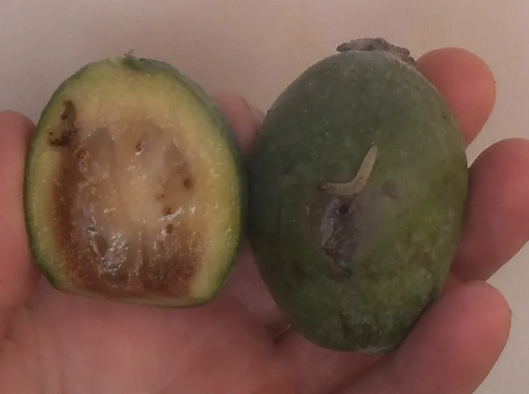 Parassiti frutto