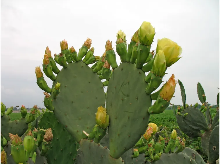Fico india fiorito