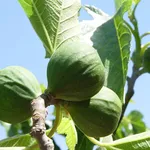 Fichi frutti