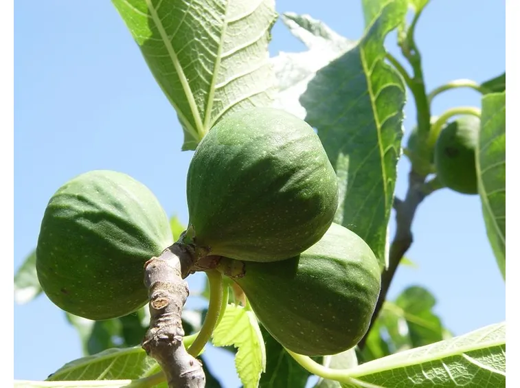 Fichi frutti