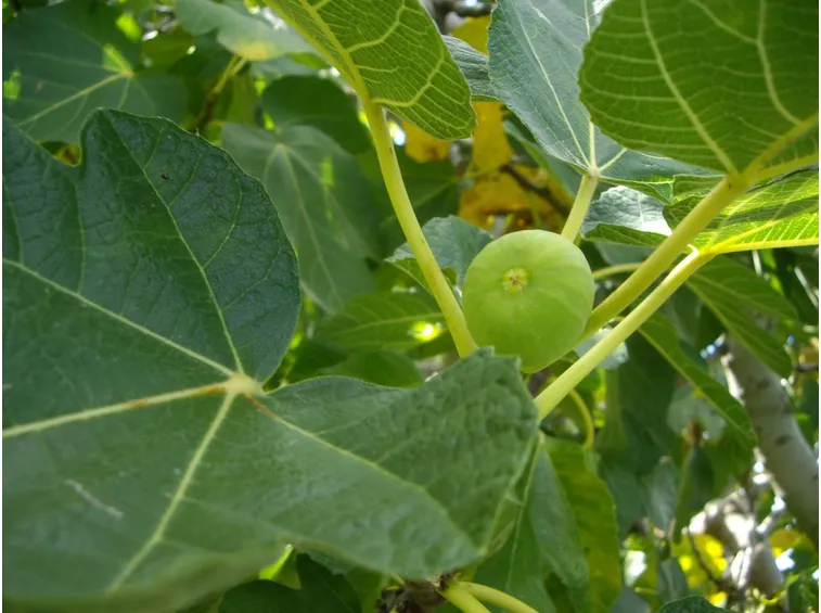 Fico maturazione