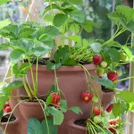 Fragole rampicanti in vaso