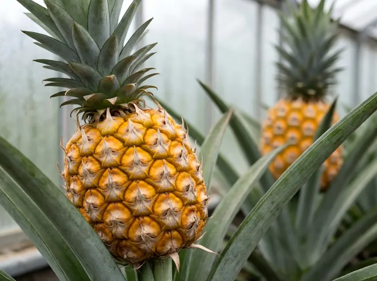 Il gambo d'ananas
