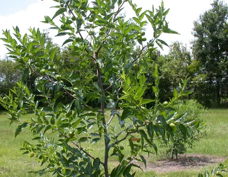 Albero giuggiole