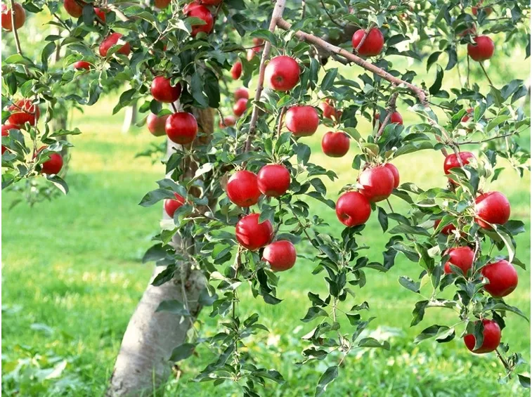 Mele rosse varietà albero