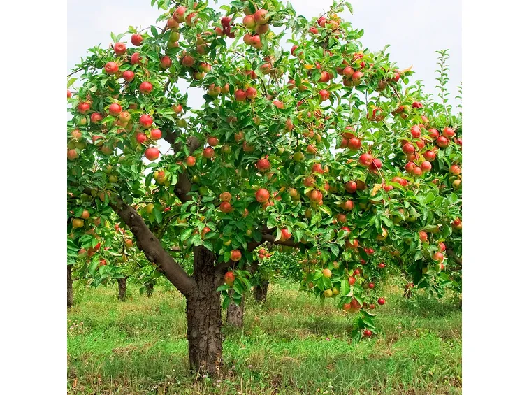 Frutti raccolto