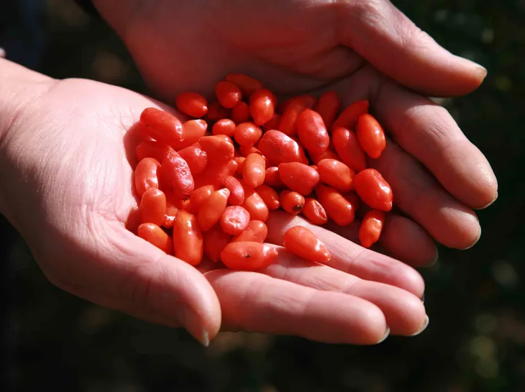 Un rametto della pianta di goji