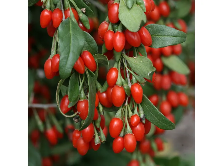 Bacche di goji essiccate