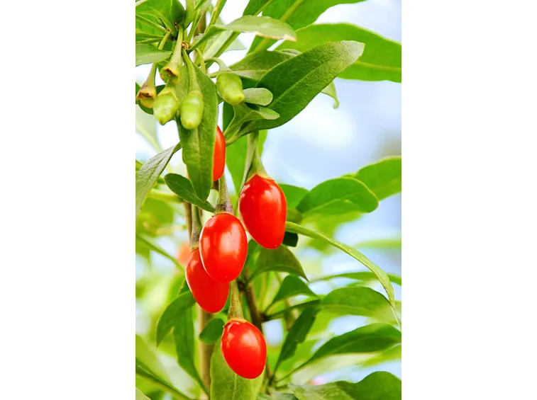 Una bacca di goji