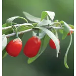 La raccolta delle bacche di goji