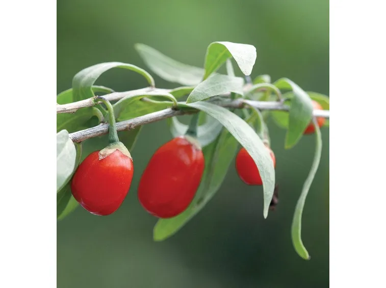 La raccolta delle bacche di goji
