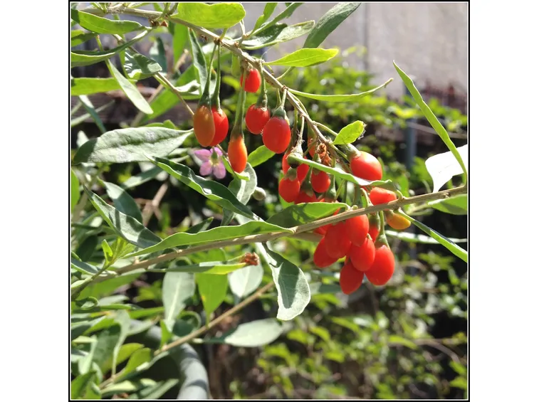 Pianta di goji in vaso
