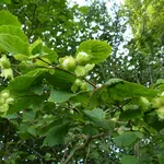 Nocciolo pianta