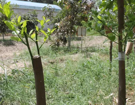 innesto limoni