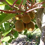 Ramo di kiwi