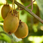 Kiwi frutti