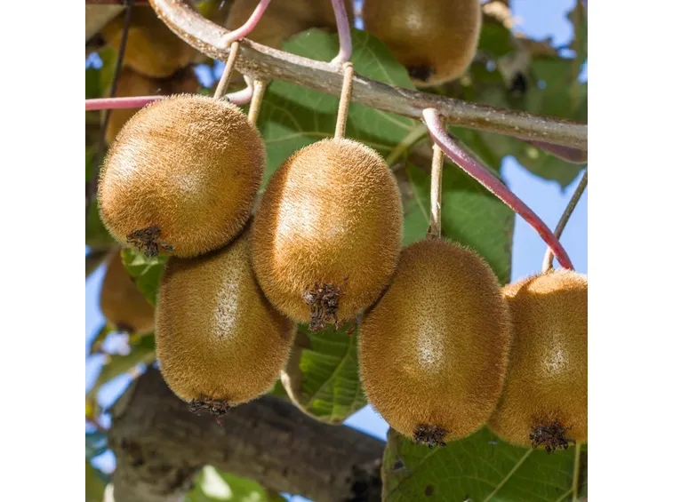 actinidia pianta