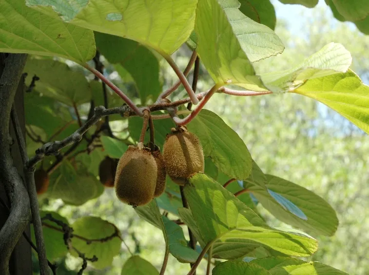 pianta kiwi
