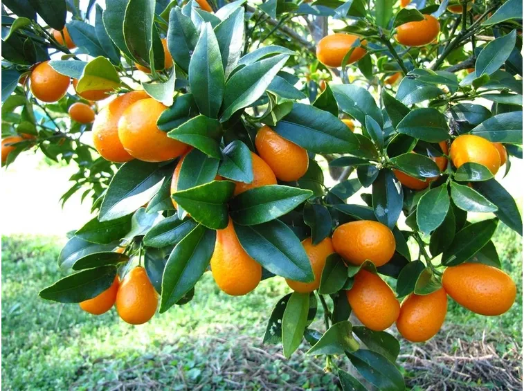kumquat