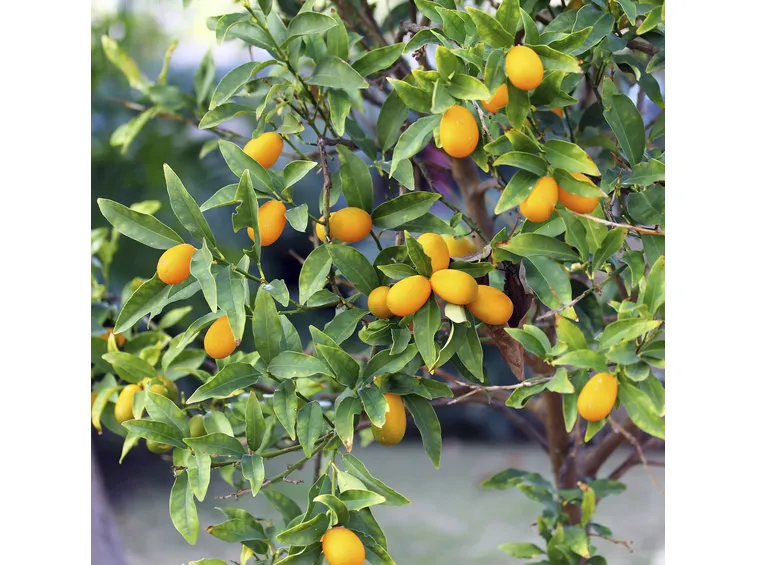 kumquat 