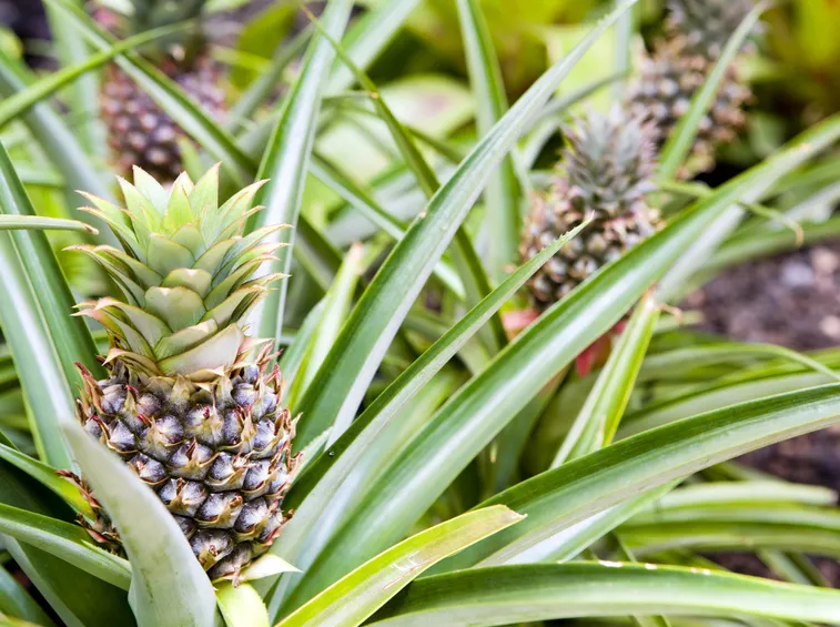 pianta di ananas