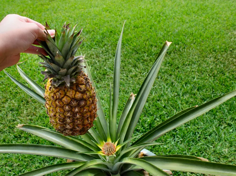 ananas