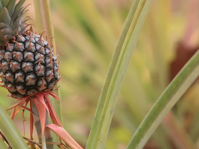 ananas cosmosus