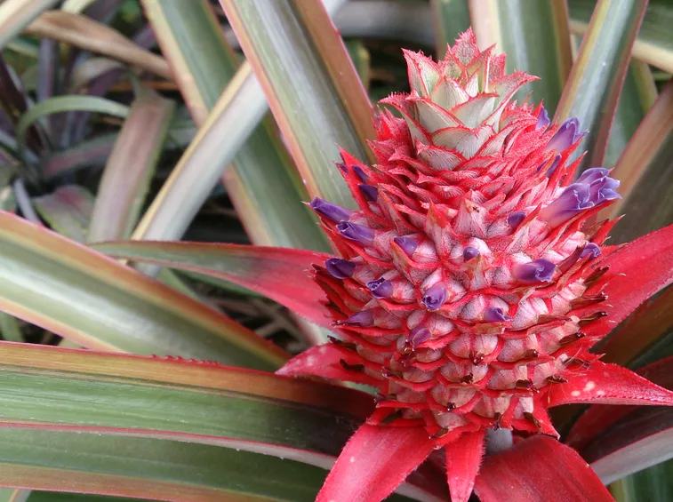ananas bracteatus