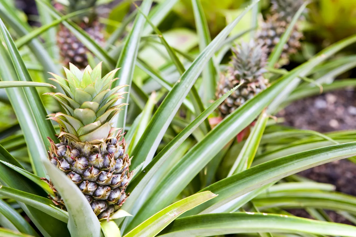 pianta di ananas