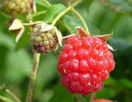 lamponi maturi