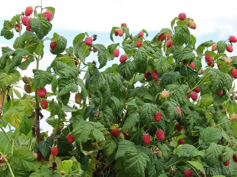 Coltura di pianta di Lamponi