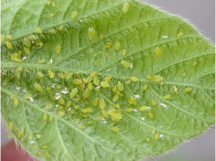 Foglia infestata da afidi