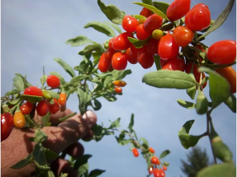 Le bacche di goji Dukan