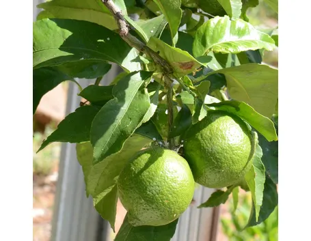 Albero lime