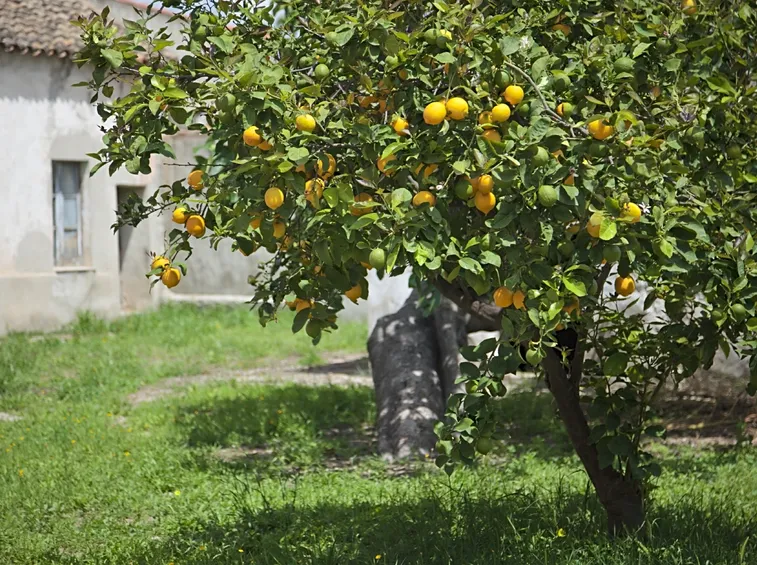 Ramo di limoni