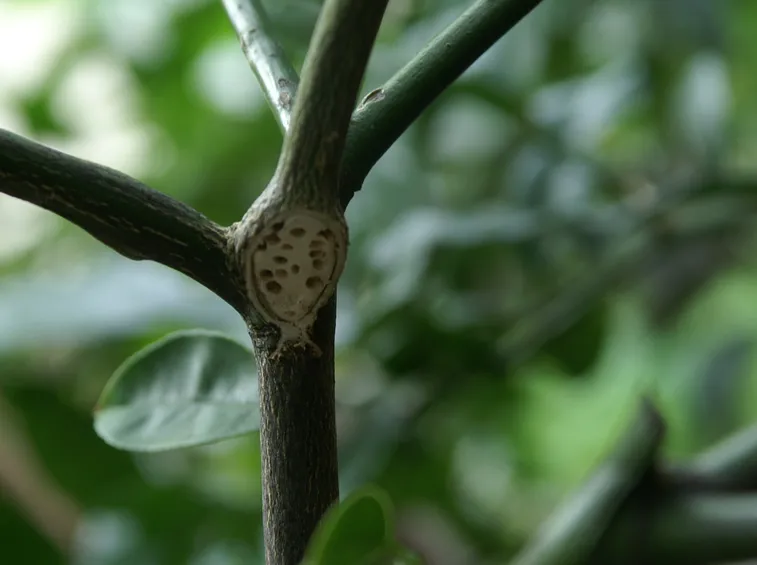 Coccinella e colonia di afidi